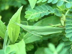 Acrida cinerea