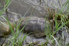 Emys orbicularis