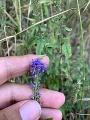 Veronica longifolia