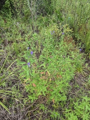 Trichostema dichotomum