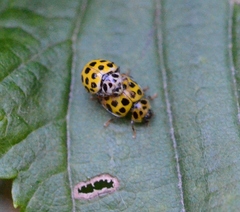 Psyllobora vigintiduopunctata