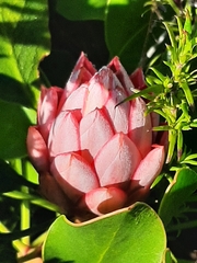 Protea cynaroides