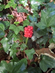 Arum maculatum