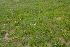 Campanula rhomboidalis