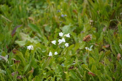 Campanula rhomboidalis
