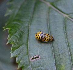 Psyllobora vigintiduopunctata