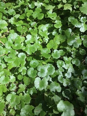Hydrocotyle americana