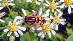 Helophilus fasciatus