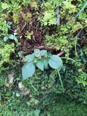 Sarcopyramis napalensis delicata
