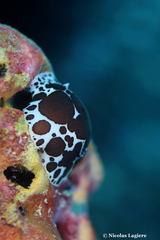 Peltodoris atromaculata