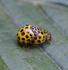 Psyllobora vigintiduopunctata