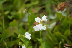 Campanula rhomboidalis