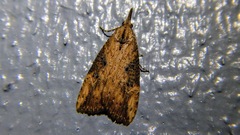 Hypena humuli