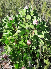 Protea cynaroides