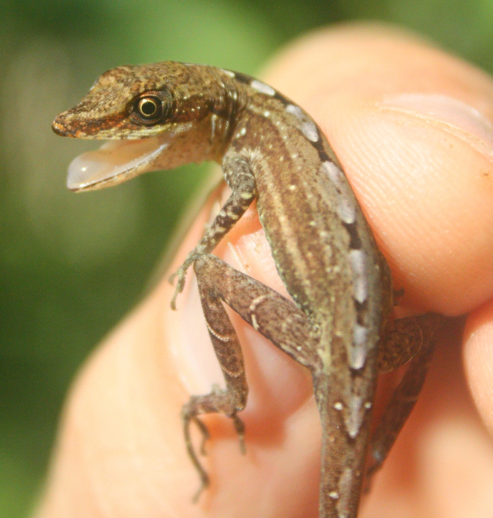 Cryptic Slender Anole