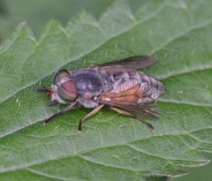 Hybomitra