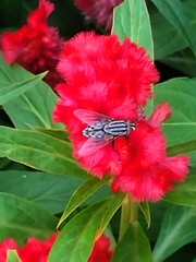 Linaceae