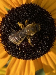 Halictus rubicundus