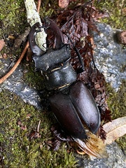 Lucanus cervus
