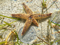 Asteriidae