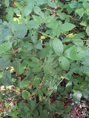 Rubus ulmifolius