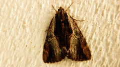 Catocala ultronia