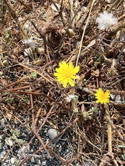 Reichardia picroides