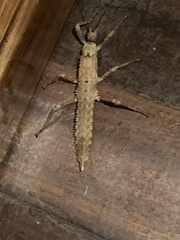 Eurycanthini