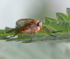 Rhagio