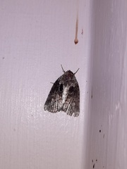 Noctuoidea