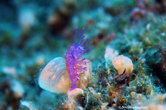 Flabellina affinis