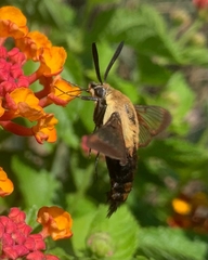 Hemaris