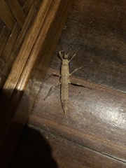 Eurycanthini