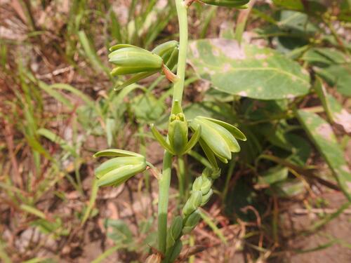 Nigerian Squill (Albuca nigritana)