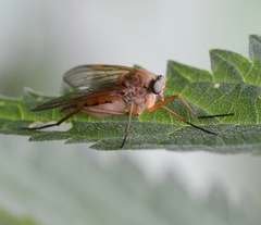 Rhagio