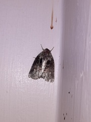 Noctuoidea