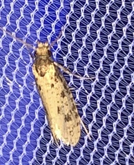 Amydria effrenatella