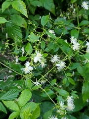 Clematis