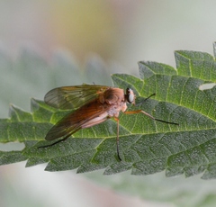 Rhagio