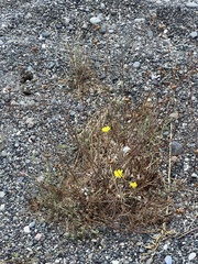 Reichardia picroides