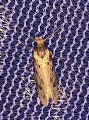 Amydria effrenatella