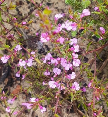 Muraltia satureioides