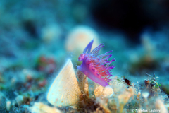 Flabellina affinis