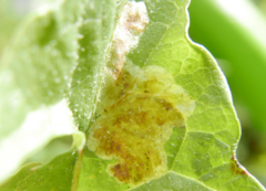Liriomyza taraxaci