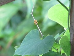 Battus polydamas