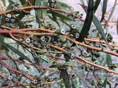 Eucalyptus leptophylla