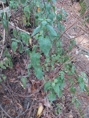 Teucrium scorodonia