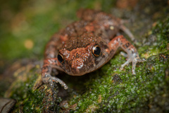 Eleutherodactylus planirostris