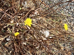 Reichardia picroides