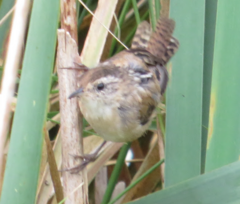 Cistothorus palustris